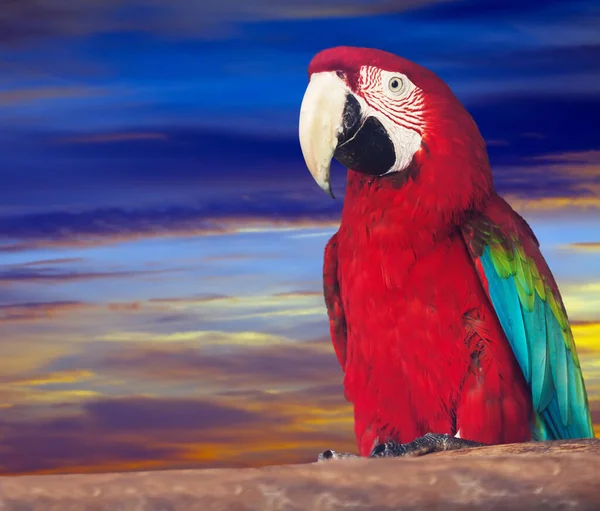 Portret Czerwonego Papagaya Macaw Tle Zachodzącego Słońca — Zdjęcie stockowe