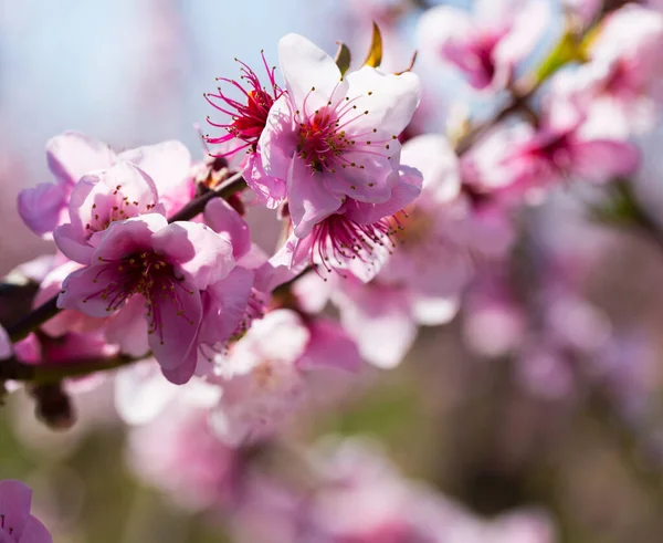 Closeup Flowers Peach Tree Branch Spring Time — Stock Photo, Image
