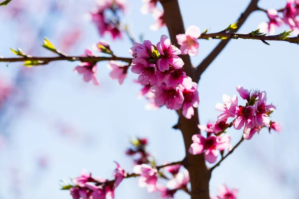 Närbild Persikoblomningen Europas Åkrar Och Ängar Våren — Stockfoto