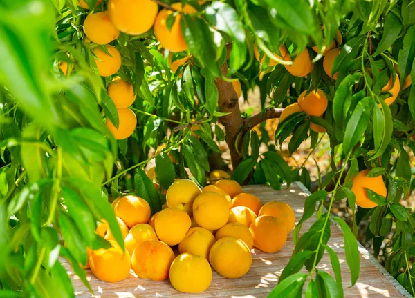 果园木桌上新收获的黄色桃子 — 图库照片