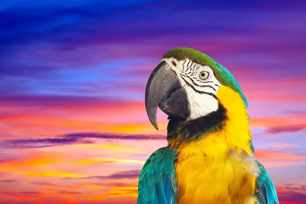 Closeup Green Winged Macaw Ara Chloropterus Sunset — Stock Photo, Image