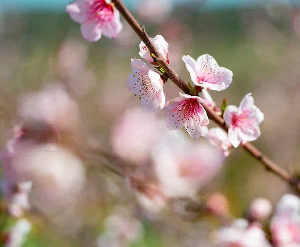 Close Beautiful Peach Tree Flowers Spring Delicate Pink Flowers Branch — Stock Photo, Image