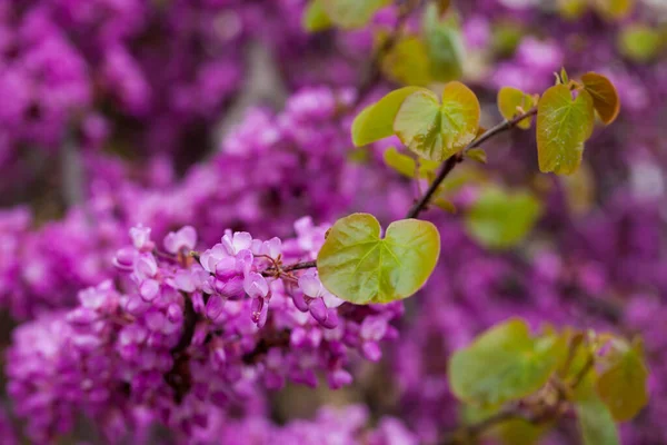 Kvetoucí Fialové Cercis Siliquastrum Stromy Polích Jaře — Stock fotografie