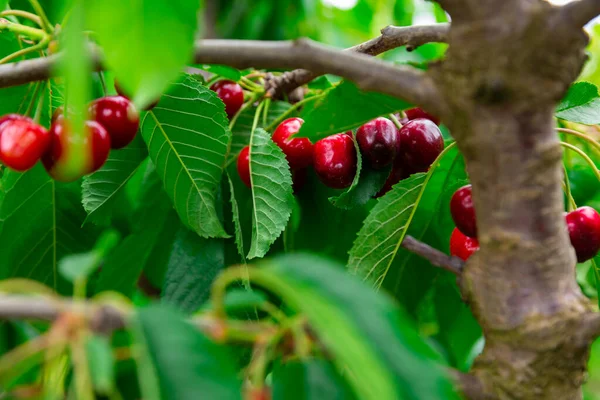 Bio Organic Sweet Cherries Growing Branches Tree Orchard — Φωτογραφία Αρχείου