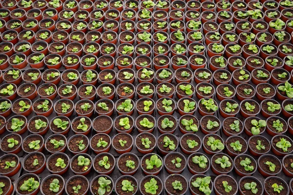 Rows Mint Pots Greenhouse High Quality Photo — Stock Photo, Image