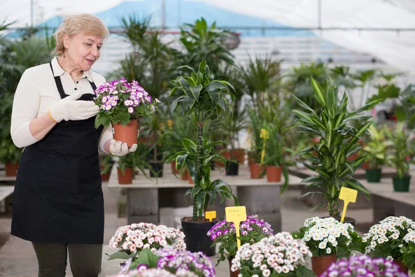 Retrato Mujer Jardinero Con Flor Que Los Cuida Naranjería —  Fotos de Stock