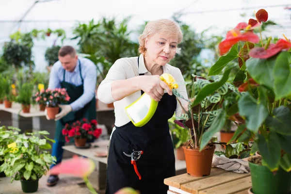 Dos Diligentes Jardinero Están Procesando Flores Con Sustancias Invernadero —  Fotos de Stock
