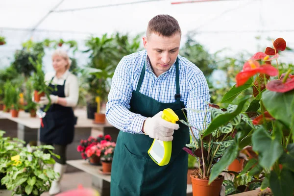 Hombre Sonriente Satisfecho Jardinero Está Procesando Flores Con Sustancias Invernadero —  Fotos de Stock