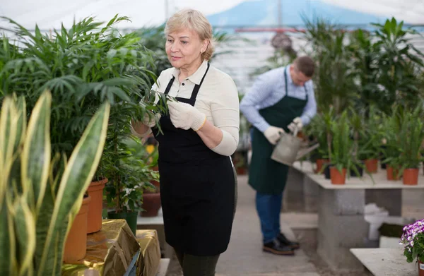 Vrouw Tuinman Het Verzorgen Van Bloemen Buurt Van Planten Oranjerie — Stockfoto