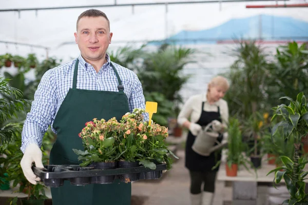 Hombre Adulto Está Transplantando Flores Flor Lugar Trabajo Invernadero —  Fotos de Stock