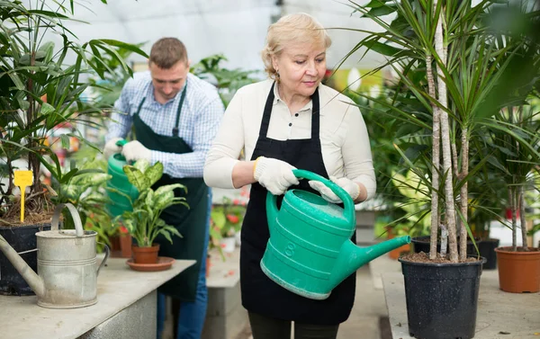 Mujer Jardinero Regado Flores Cerca Plantas Naranjería —  Fotos de Stock