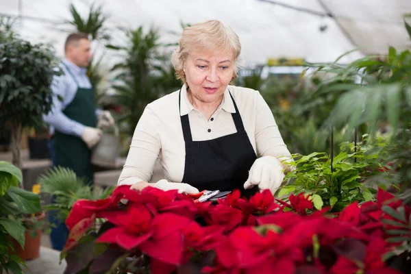 Ritratto Giardiniere Donna Con Secateur Che Prende Cura Dei Fiori — Foto Stock