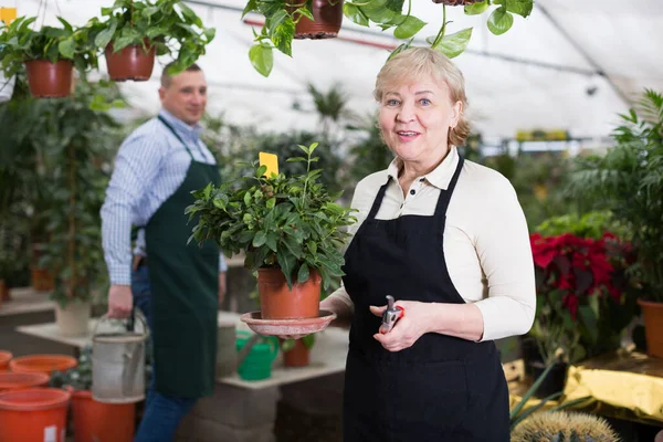Mujer Adulta Está Podando Flores Flor Lugar Trabajo Invernadero —  Fotos de Stock