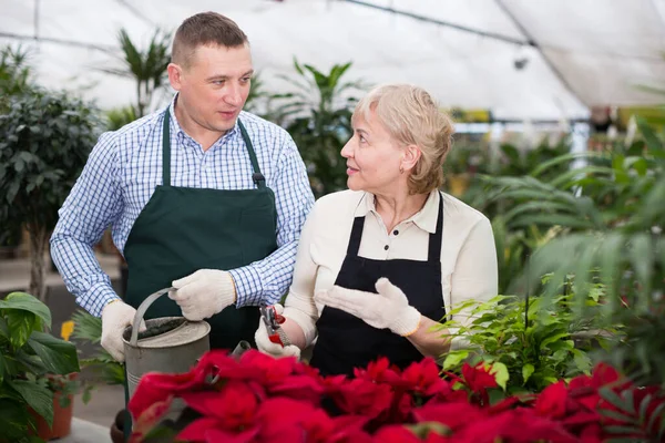 Twee Tuiniers Zorgen Voor Bloemen Met Snoeischaar Drenken Het Oranjerie — Stockfoto