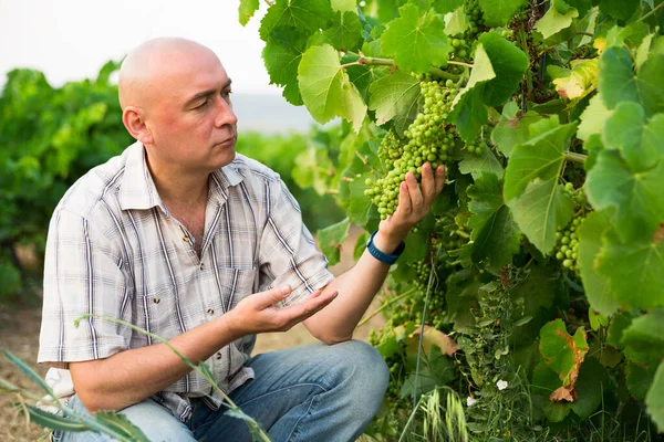 Man Professionele Wijnmaker Werken Clusters Van Druiven Wijngaard Velden — Stockfoto