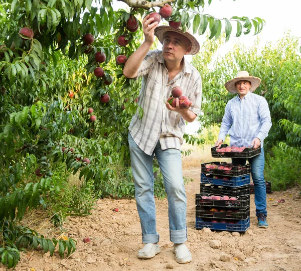 Homem Agricultor Pegar Pêssegos Árvore Jardim Homem Com Caixas Fundo — Fotografia de Stock