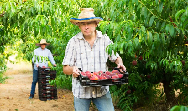 Mannelijke Professionele Tuinman Die Perziken Verzamelt Van Boom Boomgaard — Stockfoto