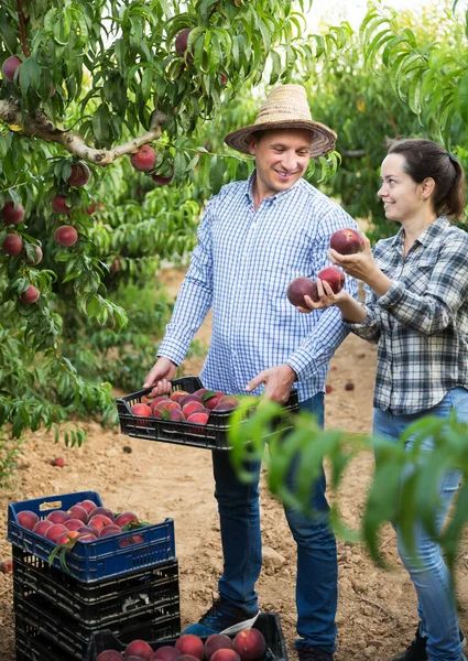 Positief Paar Tuiniers Plukken Lekkere Perziken Van Boom Tot Krat — Stockfoto