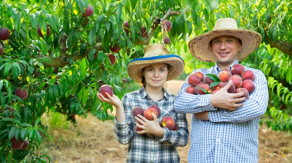 Några Trädgårdsmästare Som Visar Skörd Håller Bunt Persikor Trädgården — Stockfoto