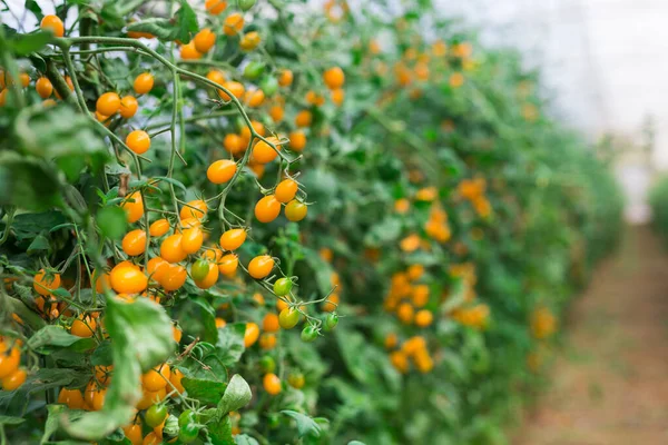 Tomates Jaunes Poussent Sur Les Branches Serre Ferme — Photo