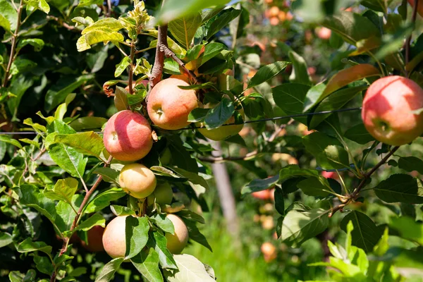 Cosecha Granja Rica Manzanas Maduras Ramas Follaje Verde Huerto Verano — Foto de Stock