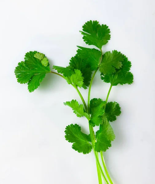 Friss Cilantro Fehér Alapon Elszigetelve Közelkép — Stock Fotó