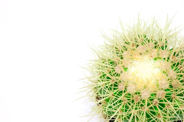 Isolated cactus in a pod — Zdjęcie stockowe