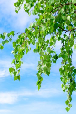 Huş whith mavi gökyüzü üzerinde bırakır