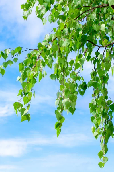 Huş whith mavi gökyüzü üzerinde bırakır
