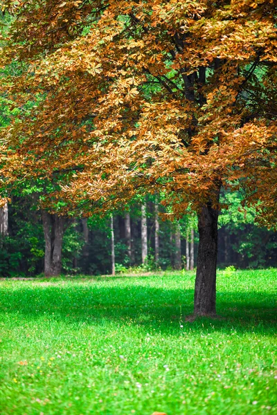Yalnız Sonbahar kestane ağacı.
