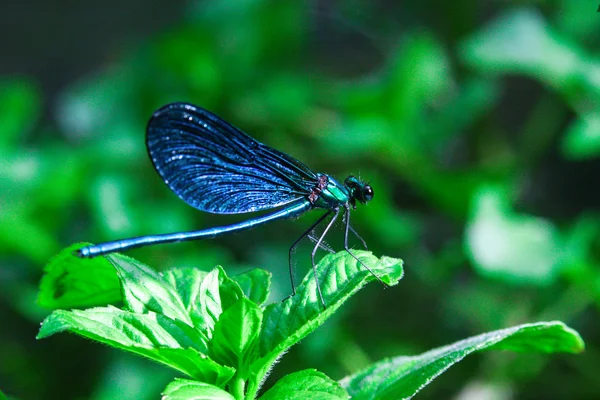 Blue dragonfly on a green plant in summer — Stock Photo, Image