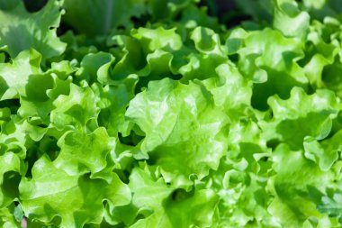 Yeşil güneş altında marul yaprakları