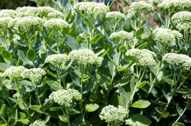 yeşil bitki yeşil bitki