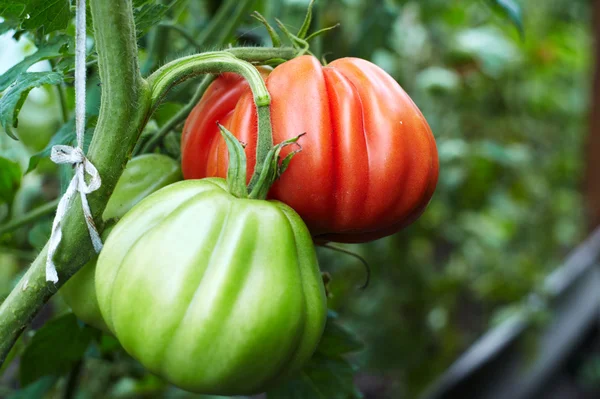 Tomate rojo y verde Tomate rojo y verde — Foto de Stock