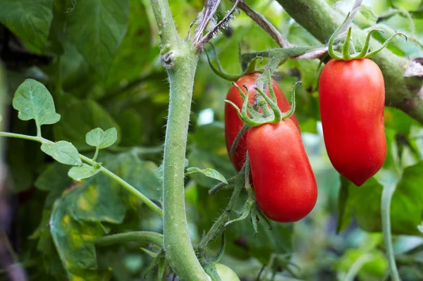 Tomatoes Tomatoes — Stock Photo, Image