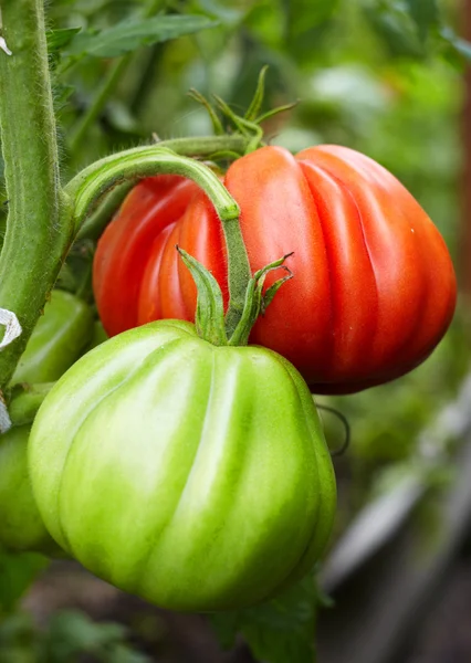 Tomate rojo y verde Tomate rojo y verde — Foto de Stock