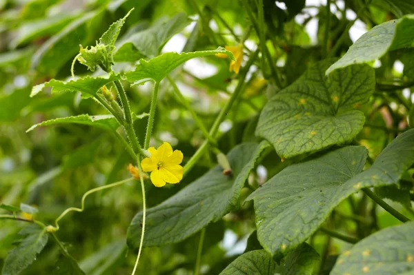 Jovem planta de pepino — Fotografia de Stock