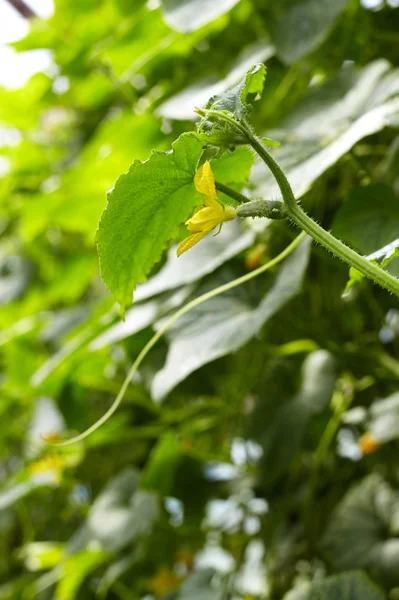 Genç salatalık bitki — Stok fotoğraf