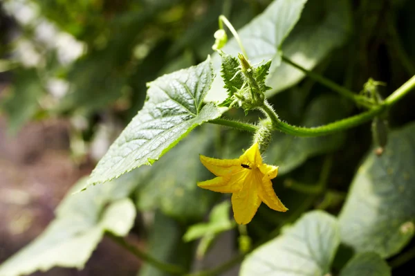 Planta de pepino joven — Foto de Stock