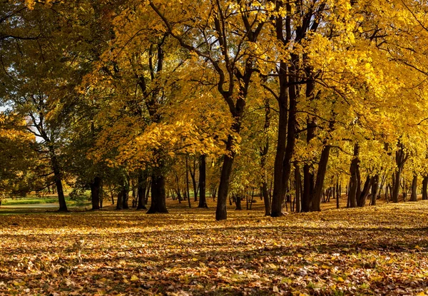 Alley in a autumn forest — Stock Photo, Image