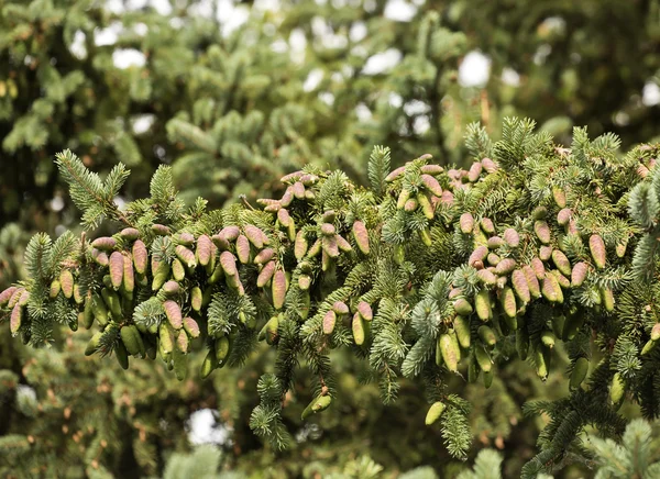 Um monte de estrobile verde em um ramo de árvore de pele — Fotografia de Stock