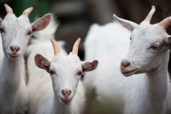 Drie witte kinderen — Stockfoto