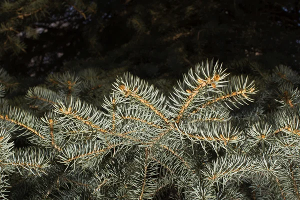 Rami d'albero — Foto Stock