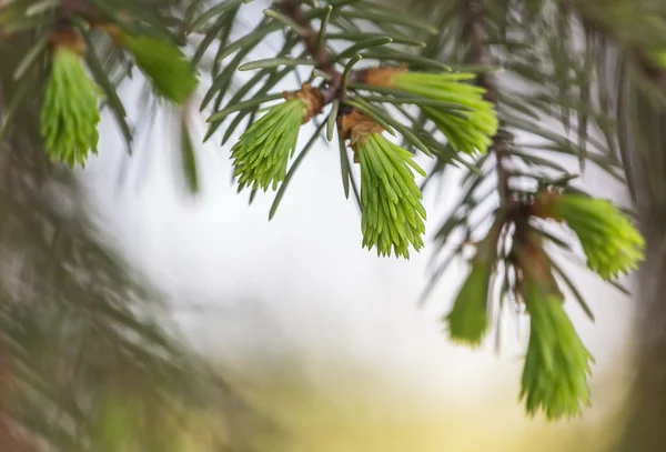 Fir tree banch — Stock Photo, Image