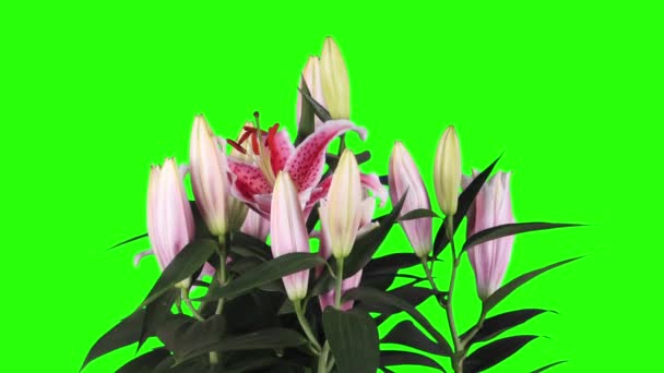 blühende rosa Lilienknospen grüner Bildschirm, voll hd. (Liliensterngucker)