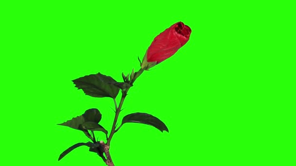 blühende rote Hibiskusblütenknospen grüner Bildschirm, voll hd. (Hibiscus porto) (Zeitraffer))