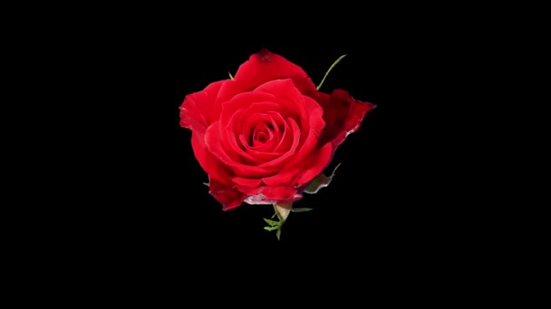 blühende rote Rosen Blütenknospen alpha matt, voll hd. (Rosenrote Magie), Zeitraffer