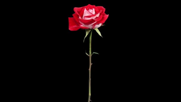 blühende rote Rosen Blütenknospen alpha matt, voll hd. (rosarote lateinische Dame), Zeitraffer