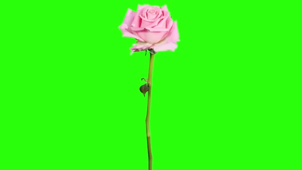 Blooming pink roses flower buds green screen, FULL HD. (Rose Aqua), timelapse