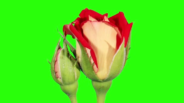 Blooming Red Roses Flower Buds Green Screen Full Hd Rose New Fashion Timelapse Video By C Aptyp Kok Stock Footage 48868543